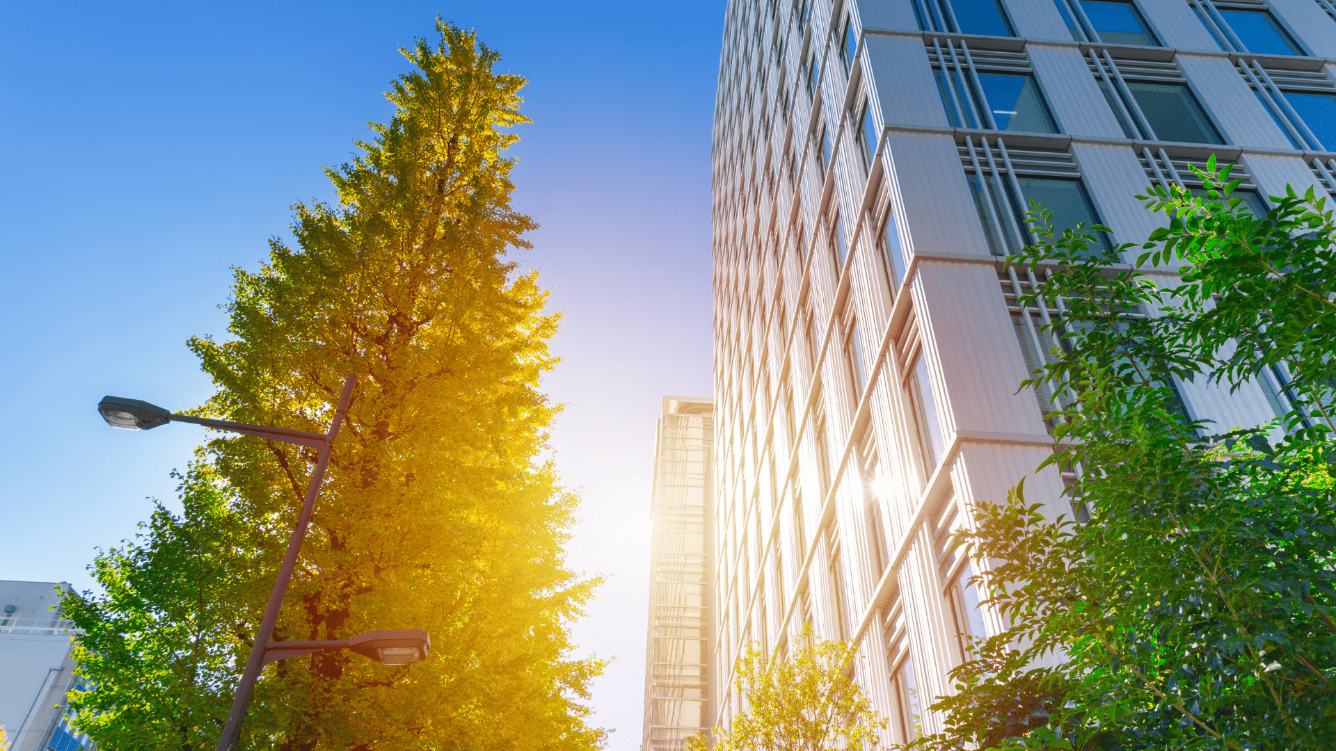 EVORA Global image looking up at tall buildings with trees surrounding against a blue sky with a low, bright sun reflecting